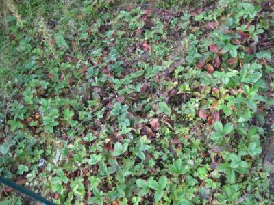 IMG_0371 (600 x 450).jpg