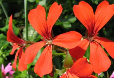 1413a Hängegeranien in rot.jpg