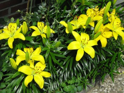 IMG_1412 Lilien.jpg