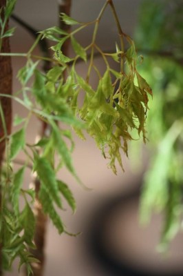 IMG_3080.JPG