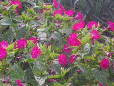 IMGP0826_Bildgröße ändern.JPG