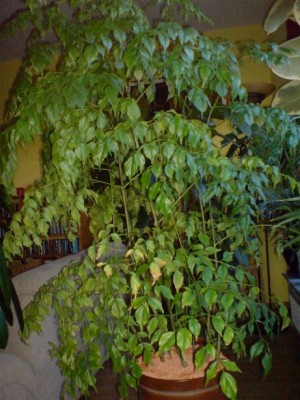 DSC00001.JPG