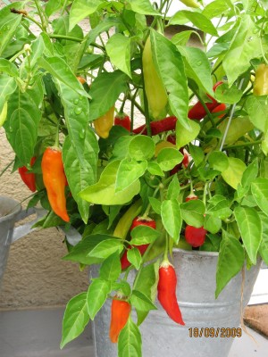 Green2009_2844.jpg