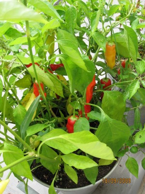 Green2009_2842.jpg