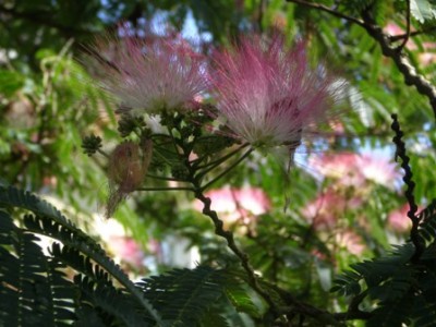 089www.jpg