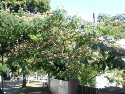 090www.jpg