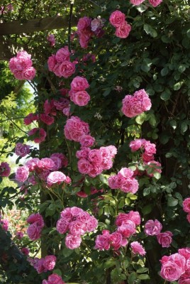 1873-kletterrosen.jpg