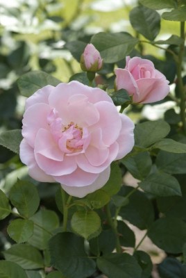 1873-rosen-schoen.jpg