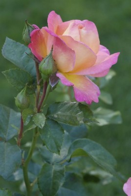 1873-rosenbluete.jpg