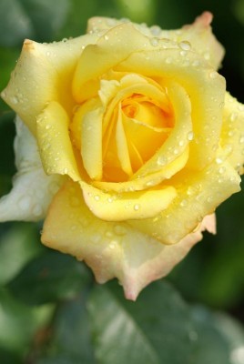 1873-rosen.jpg