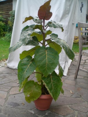 13092009.JPG