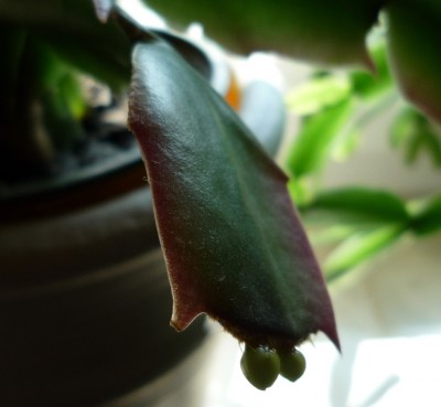 Knospen Weihnachtskaktus.JPG