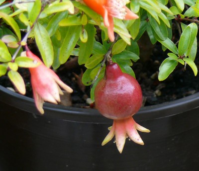 Punica nana2.jpg