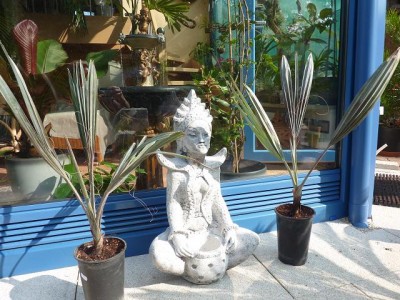 Bismarckia nobilis.jpg