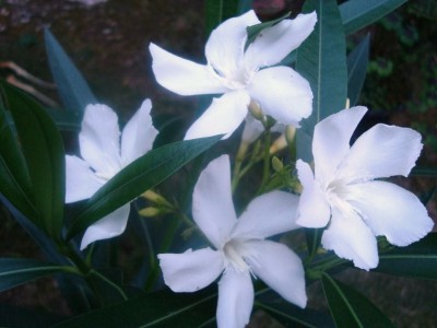 Oleander im Abendlicht.JPG