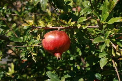 K800_IMG_2473.JPG