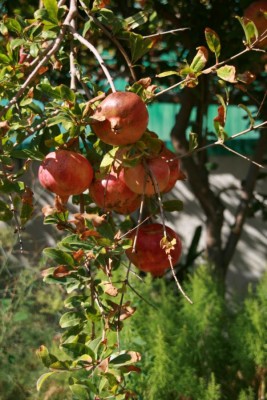K800_IMG_2481.JPG