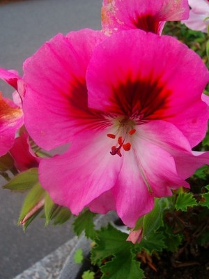 Pelargonie - rosa.JPG