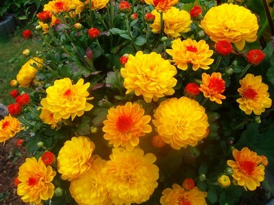 Chrysantheme - gelb.JPG