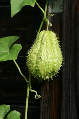 frucht.jpg