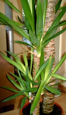 Yucca.jpg