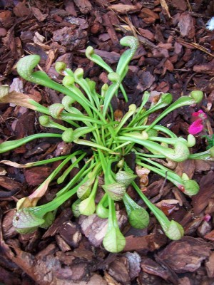 100_5444.JPG