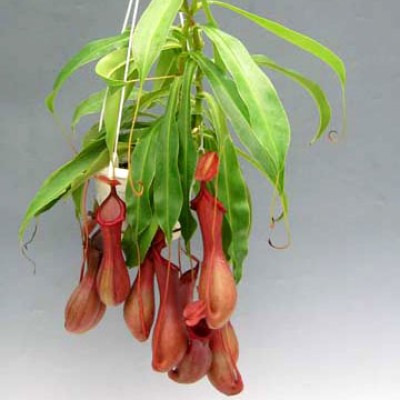 Nepenthes_Alata.jpg