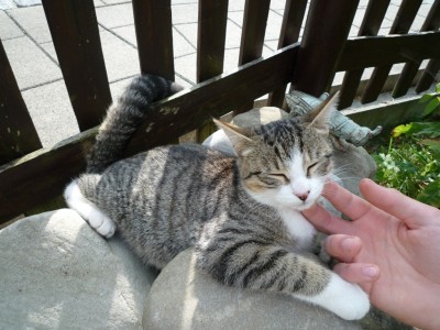 ständiger Besucher.JPG