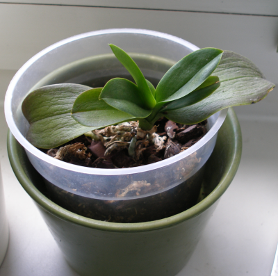 orchidee.png
