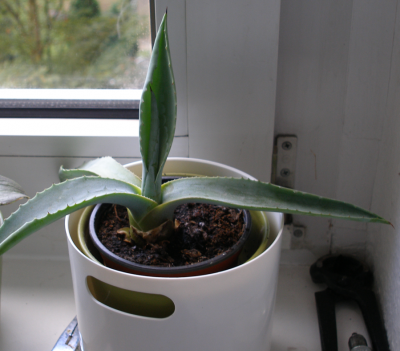 agave.png