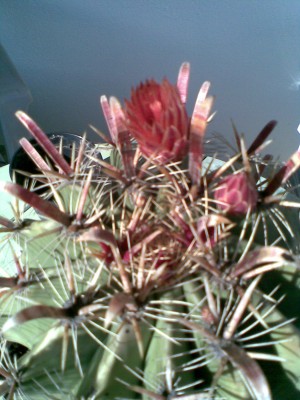 Ferocactus.jpg