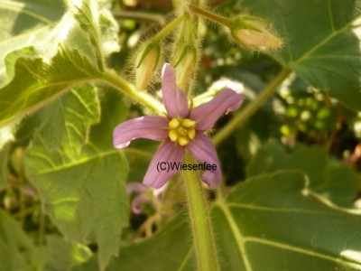 09. Solanum mammosum.JPG