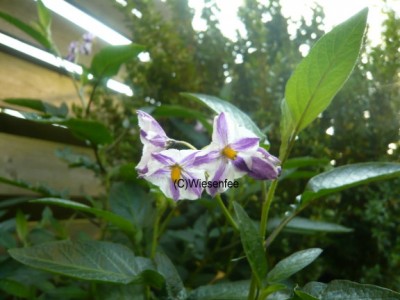 09. Solanum muricatum.JPG