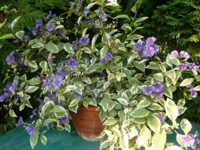 09. Solanum rantonnetii variegata.JPG