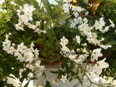 09. Solanum jasminoides.JPG