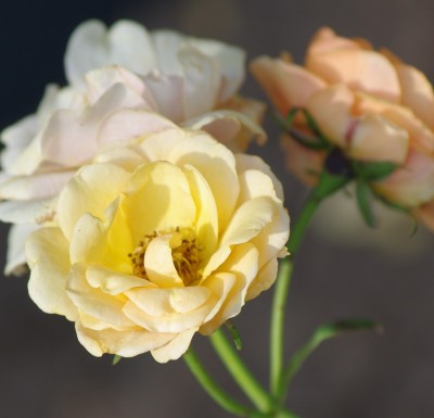 IMGP2888.JPG