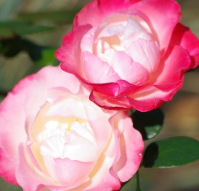 IMGP2875.JPG