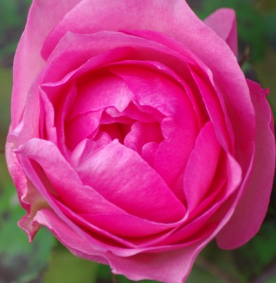 IMGP2772.JPG