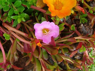 Portulakröschen - 2.JPG