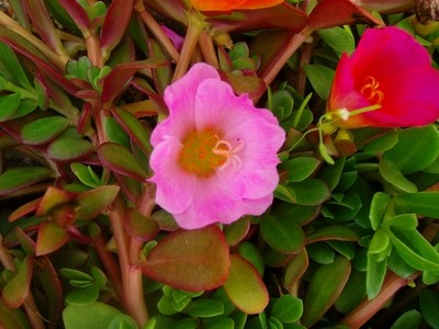 Portulakröschen - 1.JPG