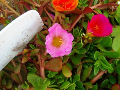 Portulakröschen.JPG