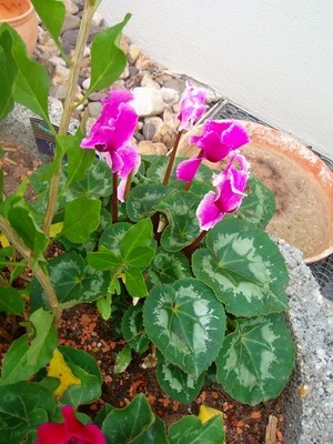 Alpenveilchen - rosa mit weiß.JPG