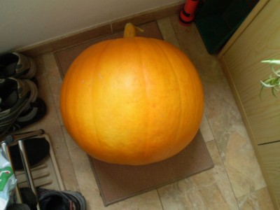 22 Kilo cucurbita maxima big max.JPG