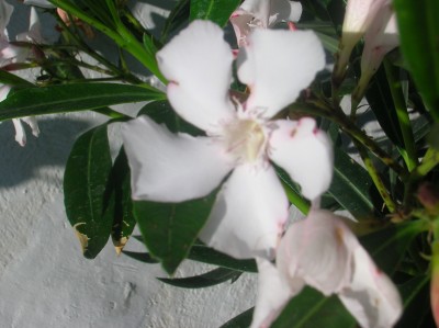 DSCN1141.JPG