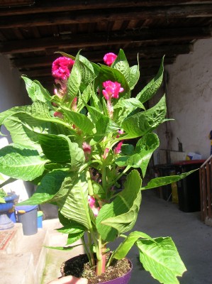 DSCN0902.JPG