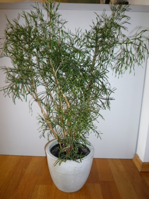 Rhipsalis salicornioides.JPG