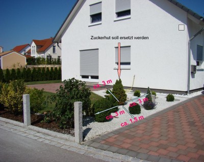 Kugelbaum2.jpg