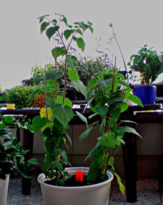 Physalis2.jpg