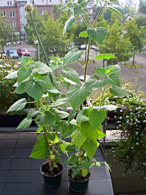 Physalis1.JPG