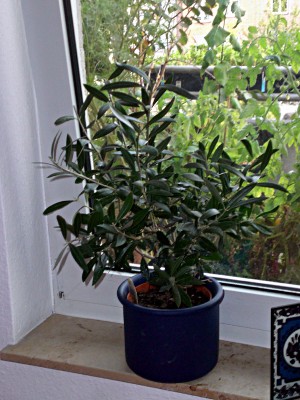 Olive.jpg
